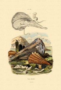 Coquille plume, 1833-39 - French School